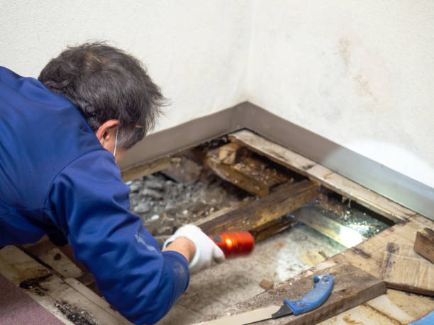 Best Local Mold Removal Service  in The Hills, NJ