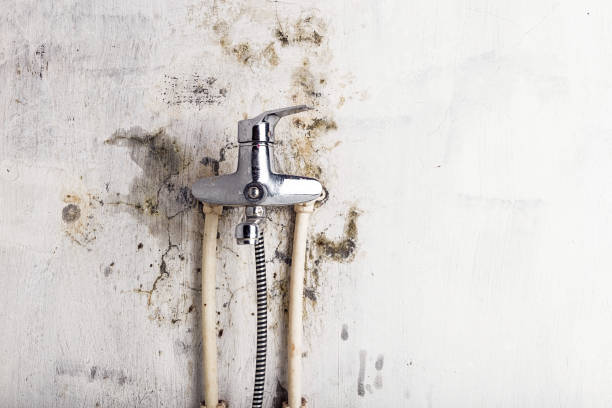 Best Same-Day Mold Removal  in The Hills, NJ