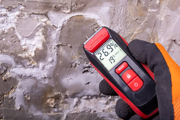Best Affordable Mold Removal  in The Hills, NJ