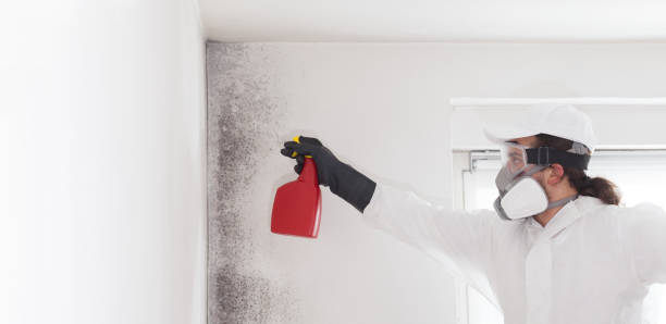 Best Mold Cleaning Services  in The Hills, NJ