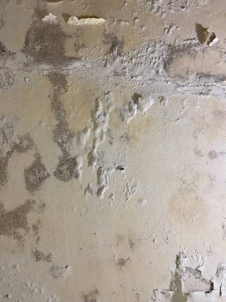 Best Black Mold Removal  in The Hills, NJ