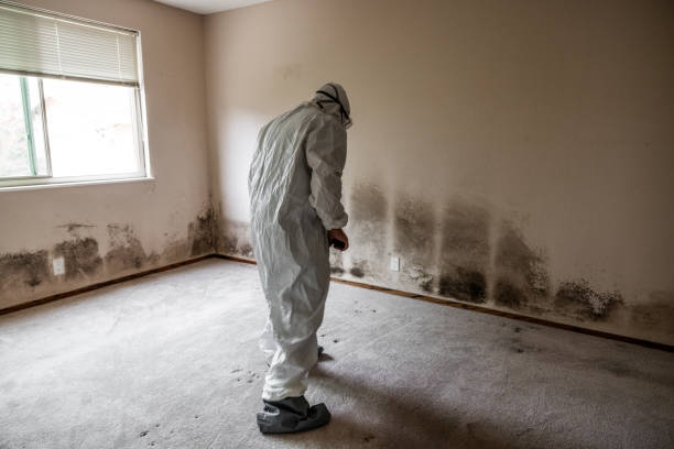 Best Crawl Space Mold Removal  in The Hills, NJ