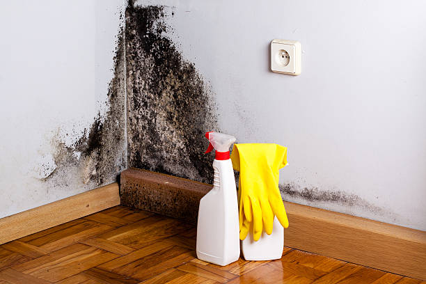 Best Mold Removal Company Near Me  in The Hills, NJ