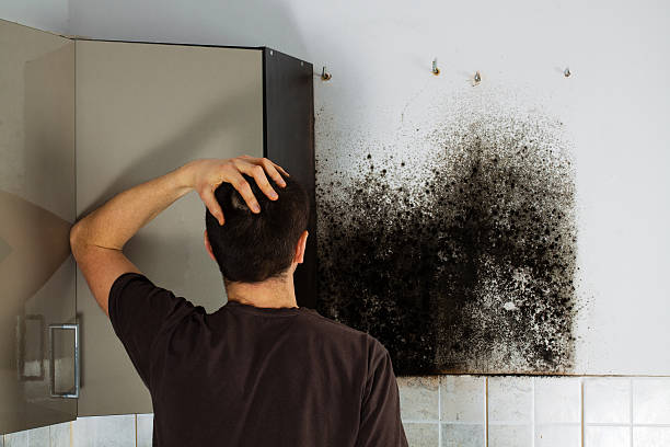 Best Fast Mold Removal  in The Hills, NJ