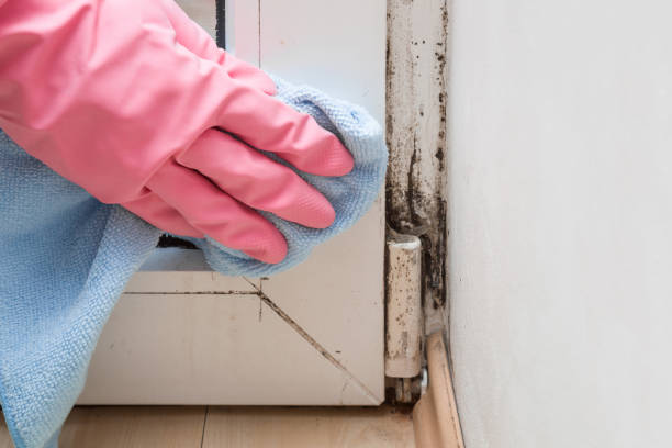 The Hills, NJ Mold Removal Company